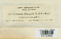 Ustilago crus-galli image