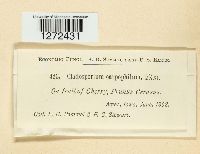 Venturia carpophila image