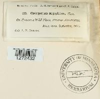 Venturia carpophila image