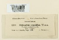 Venturia carpophila image