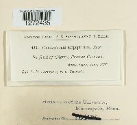 Venturia carpophila image