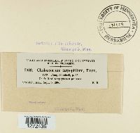 Venturia carpophila image