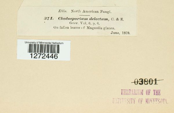 Cladosporium delectum image