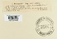 Cladosporium delectum image