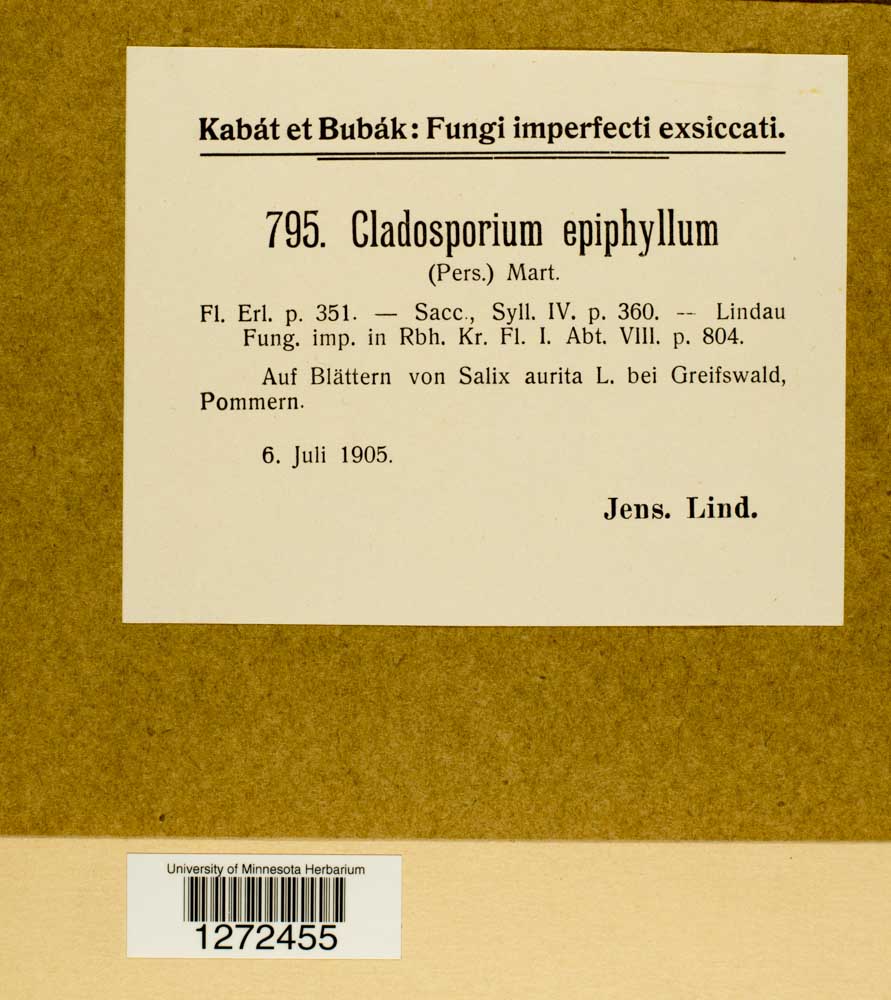 Cladosporium epiphyllum image