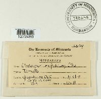 Passalora fulva image