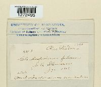 Passalora fulva image