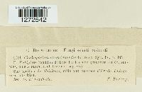 Mycosphaerella tassiana image