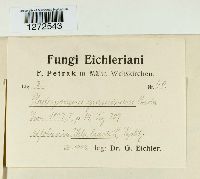 Mycosphaerella tassiana image