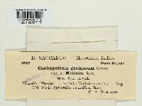 Mycosphaerella tassiana image