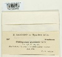 Mycosphaerella tassiana image