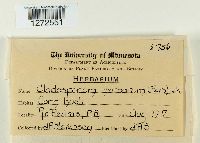 Cladosporium herbarum image