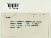 Cladosporium herbarum image