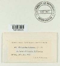 Cladosporium herbarum image