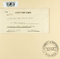 Cladosporium herbarum image