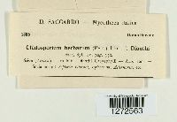 Cladosporium herbarum image