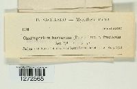 Cladosporium herbarum image