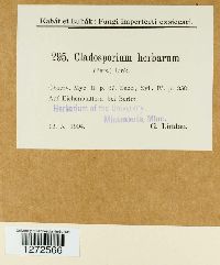 Cladosporium herbarum image