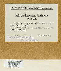 Cladosporium herbarum image