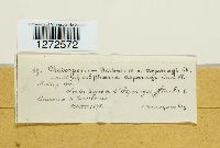 Cladosporium herbarum image