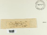 Cladosporium herbarum image