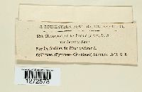 Cladosporium herbarum image