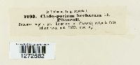 Cladosporium herbarum image