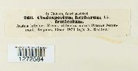 Cladosporium herbarum image