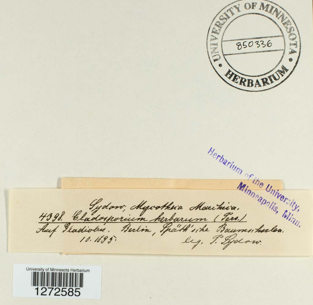 Cladosporium herbarum image