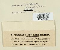 Cladosporium herbarum image