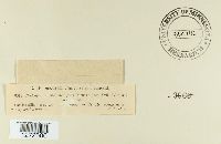 Davidiella macrocarpa image