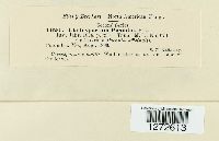 Graphiopsis chlorocephala image