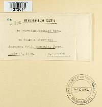 Graphiopsis chlorocephala image