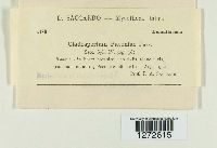 Graphiopsis chlorocephala image