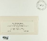 Graphiopsis chlorocephala image