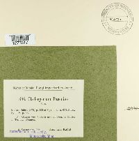 Graphiopsis chlorocephala image