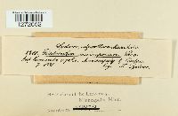 Media resource of Cladotrichum microsporum