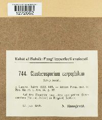Image of Clasterosporium carpophilum