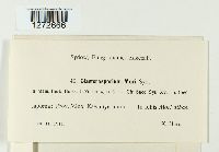 Image of Clasterosporium mori