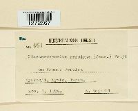 Image of Clasterosporium persicum