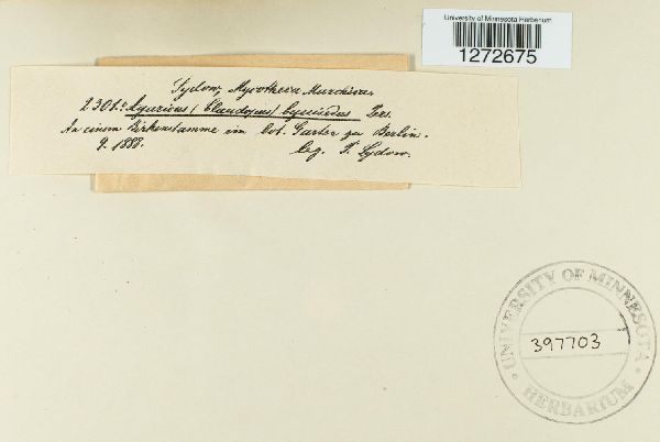 Entoloma byssisedum image