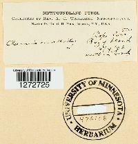 Clavulina coralloides image