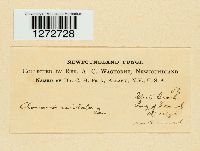 Media resource of Clavaria coralloides