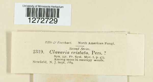 Clavulina coralloides image