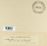 Ramaria flaccida image