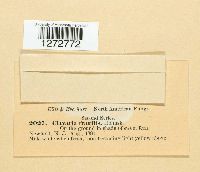 Clavaria fragilis image