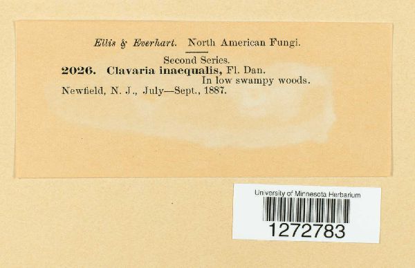 Clavulinopsis helvola image