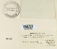 Clavulinopsis helvola image