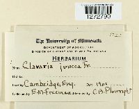 Macrotyphula juncea image