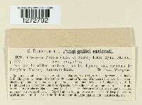 Macrotyphula juncea image